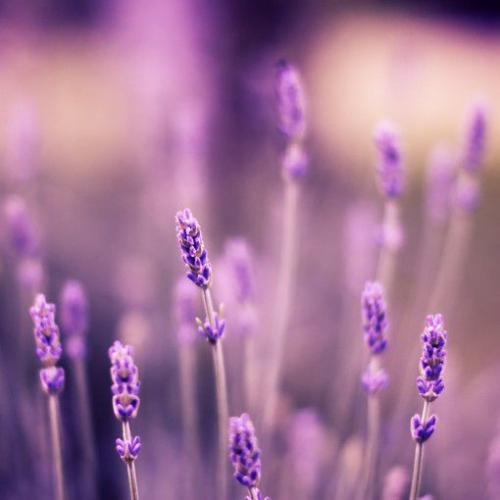 12.家人的爱是a细流，它给我的心带来了甜美的水分；