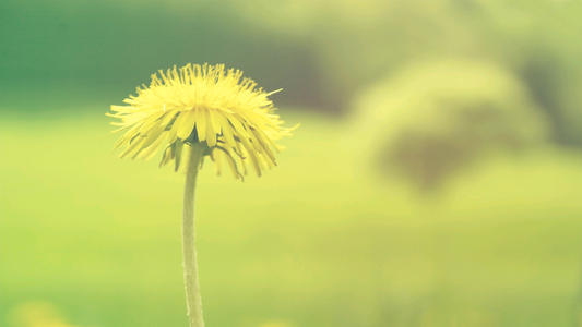 11.接下来，我希望安全，顺畅地生活在世界上，不要为过去而悲伤，不要为前进的道路所迷惑，并希望每一天都快乐而无忧。