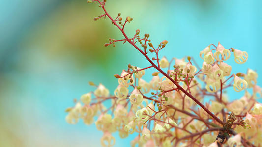 12.季节变化，树叶变绿，春天的桃花开，微笑变红，时间流逝，脸色变化，岁月流逝，爱情坚强，摇曳的关怀，心醉，祝福伴随着，许个愿：幸福无止境，幸福无限！