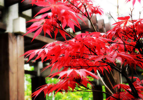 描述红枫的句子