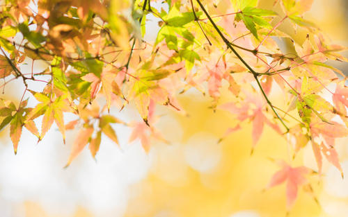 10.“关闭假期模式并正式打开雪霸模式！” “很抱歉，您的配置太低，无法启用此功能”