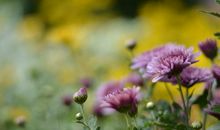 关于亲情的血液句子