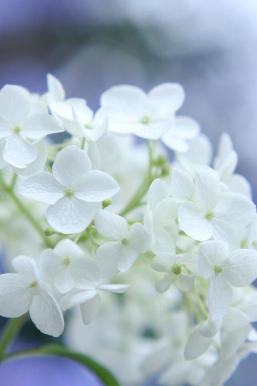 11.尘土飞扬，稀疏的窗帘浮起，这真是一个黑暗而可怜的夜晚。几次偷偷擦干青山的眼泪，突然看到翠桥在犀牛旁边。只是恨，转无聊，五班倒还在。下降的杨树叶枯竭了，冷雨和西风吹到了桥上。