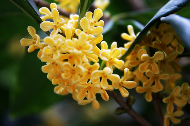 23个句子描述桂花