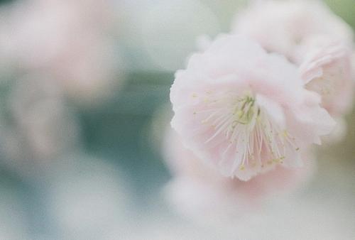 12.直到一天，您突然发现父母的老面孔像第二天的蔬菜叶子一样，上面长满了皱纹，像时间的沙子一样脆弱。您没有意识到生活已经完全使您的父母变成了老年人。