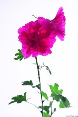 9.愿意花费一千万年的时间等着你像初春的温暖阳光般微笑。