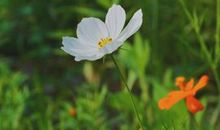 亲情有诗意的句子