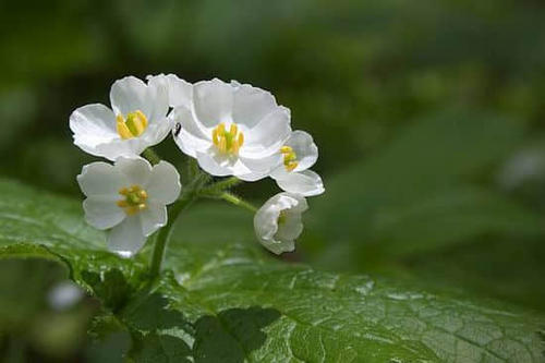 12.母爱是你一生中伴随着的莹莹笑声,母爱是流浪世界的念头