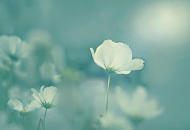 11.母亲的爱是世界上最大的爱,也是最宝贵的爱。尽管这只是小事,但却是永恒的。