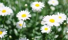 给母亲情书的句子