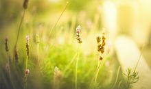 优美的古风句子亲情