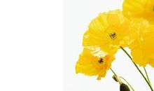 亲情的古风句子