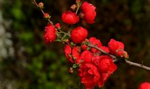 三月周末问候短信