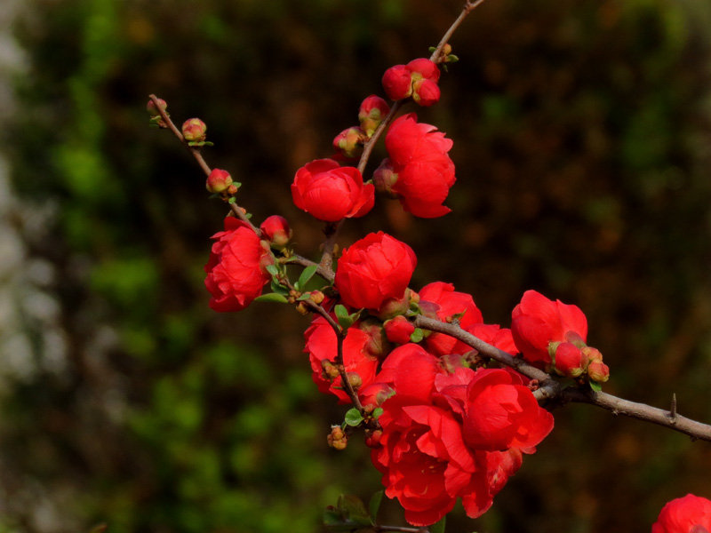 12.如果可以的话,请不要对我的祝福感到无聊。如果可能的话,请永远记住我在乎你的我;如果您愿意,请让我分享您的欢乐,悲伤,悲伤和欢乐!