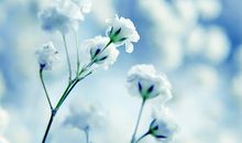 写亲情无私的句子