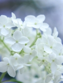 12.母爱是温暖的阳光，奉献给她的光；它是广阔的海洋，露出广阔的胸怀；它是一块肥沃的土壤，可培育儿童的成长。