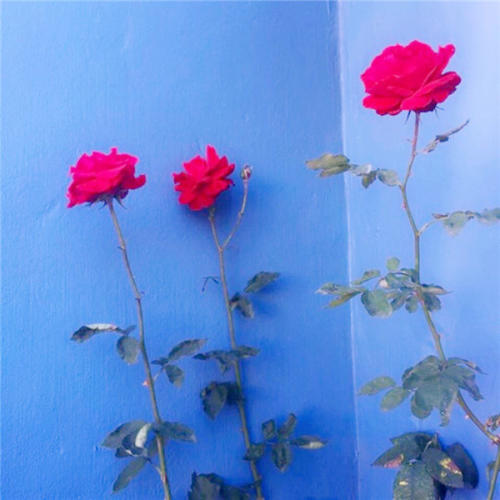 11.母爱是清澈的春天，干净清澈。她纯洁而美丽，真实无辜，真诚无瑕，可以洗净所有污垢。