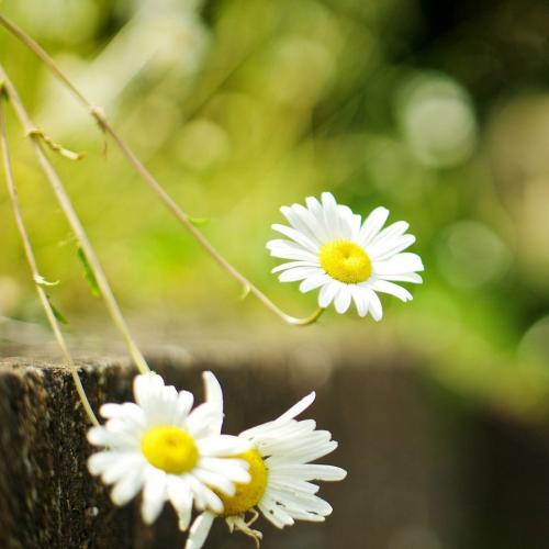 11.当你饿了的时候，如果那个人愿意给你一半的面包，那是因为友谊