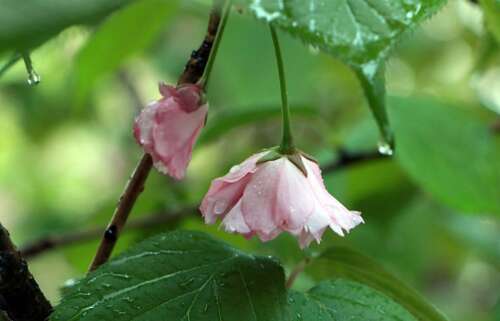 17.播种勤奋的种子，收获成功的果实；播下仁慈的种子，收获幸福的报酬；播下关怀的种子，收获友谊的温暖。在雨季，我会为您播下祝福的种子，并祝您开心。