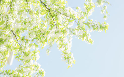 11.她的脸上满是喜悦，她的两只圆圆明亮的眼睛就像两个小灯笼。