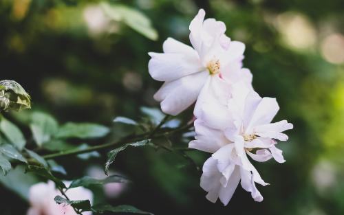 12.他很高兴将下唇朝上唇包裹，脸颊结块。