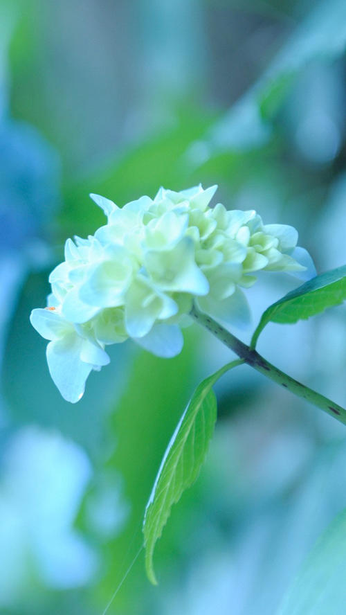 11.天骄交脚，中秋佳节。星系稀疏，模型处于旺季。月饼很香，上面放着桂花片。依依错过了，向远方祝愿：美好的日子美好，幸福随之而来。