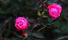 描写亲情的诗经句子