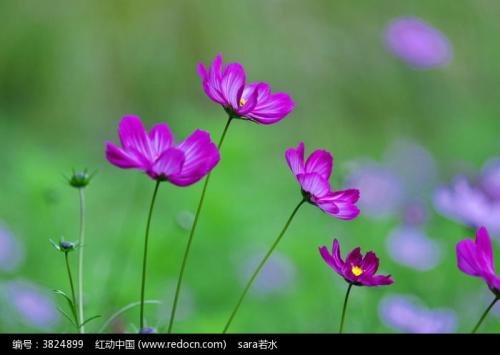 11.生活痴迷，这种仇恨与风和月亮无关。 -欧阳修，“俞楼春，尊谦的归国计划”