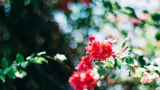 10.他快乐地大声欢呼，心中明亮而快乐地喷出。