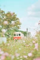 11.打开面条农场，谈论葡萄酒。说到重阳节，菊花就会来。