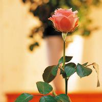 12.慈爱的母亲的手臂是由爱制成的。孩子如何在没有甜味的情况下睡在他们身上？