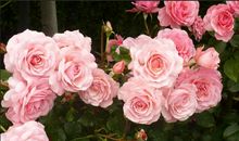 温暖的亲情优美句子大全