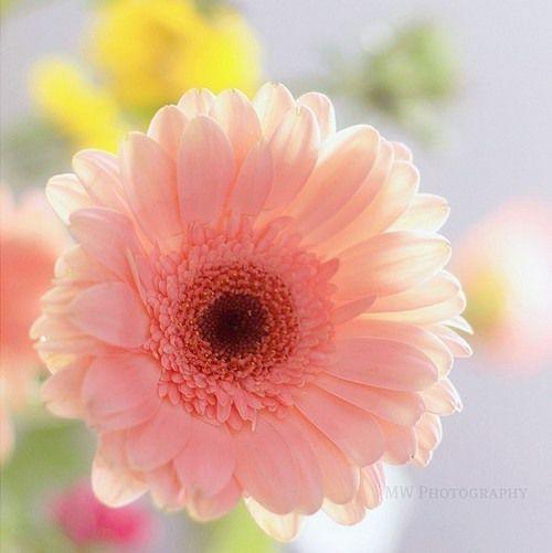 10.家庭的情感也许是平常的，没有友谊的狂妄和爱的活力，但是由于他的平凡，家人的问候或劝勉会使我们感到深切的感情。