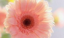 优美句子积累有关亲情