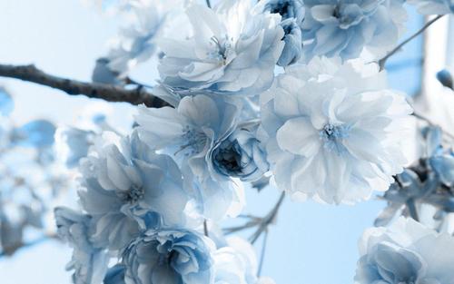 11.家庭的感情就像温暖的阳光，就像沉重的夜晚中的柔和的灯光，从远处为我点燃，轻轻呼唤着我犹豫的脚步。