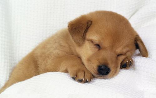 12.我的眼泪顺流而下，给下面的软草浇水。我想知道明年是否会有记忆和悲伤。