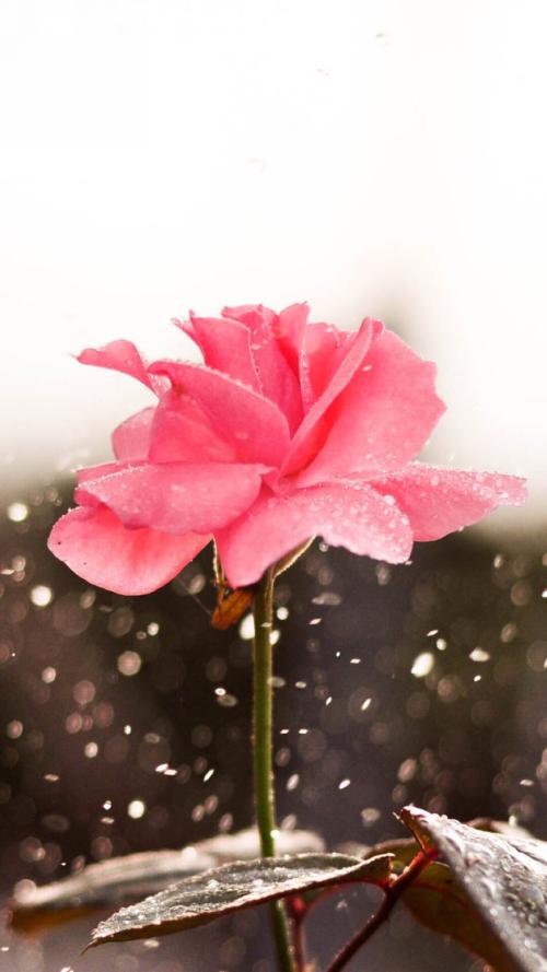 10.每个人逐渐意识到家乡的声音是不同的，但是却像老山一样讨厌莺莺的声音。