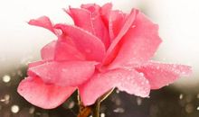 关于亲情的句子和成语故事