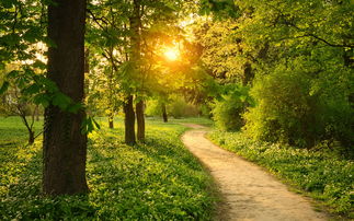 12.我的碗里有肉，父母的碗里有蔬菜？