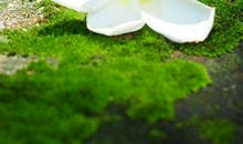 血缘关系亲情句子