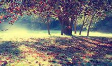 意境优美的句子