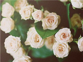 10.我只希望当歌曲与葡萄酒搭配时，金尊在月光下发光。 -李白：“问月酒，死者贾春玲问”