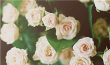 诗经中形容亲情的句子