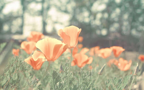 10.蜂蜜又甜又甜，怀旧的香味随后变凉，我喜欢薄荷