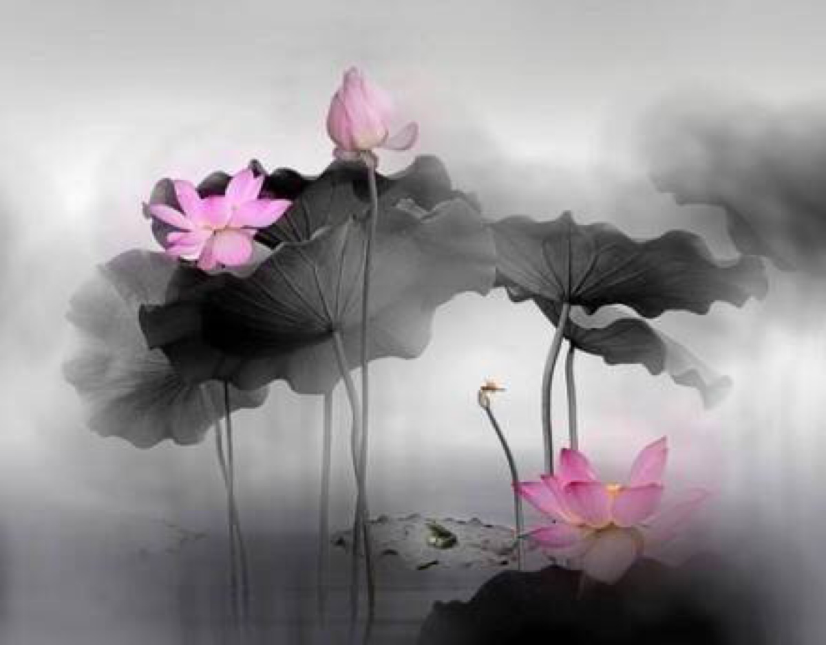 形容莲花的句子