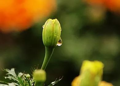 清明想念亲戚的句子