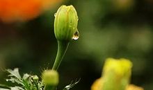 清明思念亲人的句子