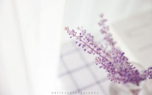 11.感情是航行的港口。当我们一次又一次地击礁时，我们慢慢进入。这里没有大风大浪。我们可以在这里呆一会儿。修复伤口，准备好补给，然后再次起航。