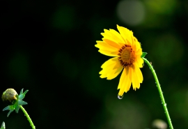 10.如果您是绿叶，家人的关爱会给我鼓励；当我快乐时，家庭的关爱会给我安慰；