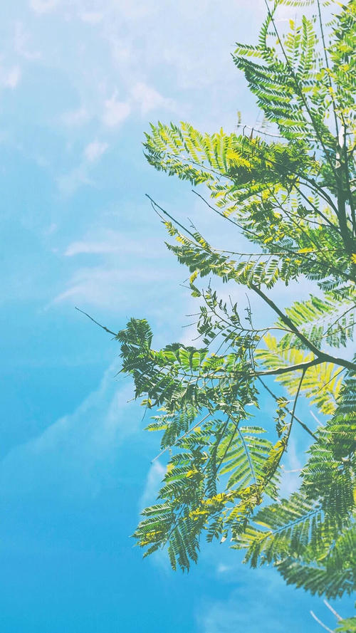 12.如果您愿意逐层剥开我的心脏，我会告诉您，您将入狱。